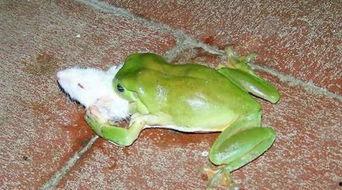 喷水蛙吃瓜视频大全免费观看,免费观看视频大全集锦  第3张